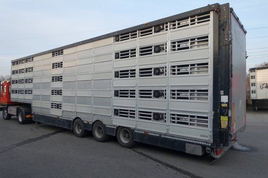 Полуприцеп для перевозки животных Pezzaioli SBA32/G , 5 Stock , Viehtransporter  , Tränkeranlage,: фото 2