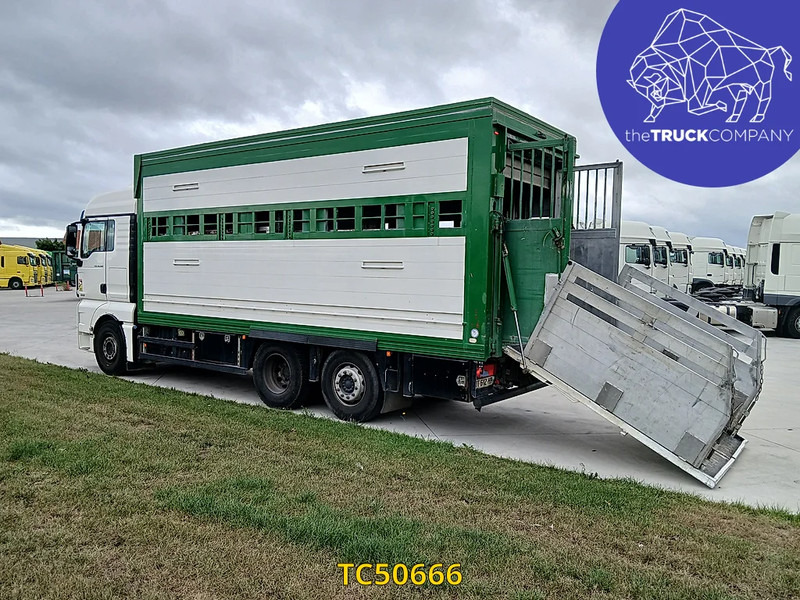 MAN TGX 460 - Грузовик для перевозки животных: фото 3 MAN TGX 460 - Грузовик для перевозки животных: фото 3