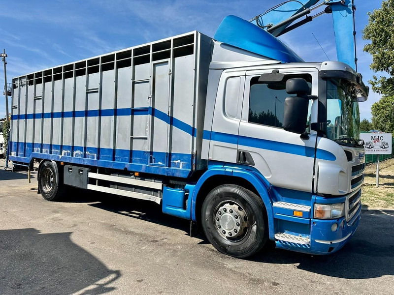 Scania P310 4x2 LIVESTOCK / VEEWAGEN / TIERTRANSPORT / BETAILLERE - ALU BOX 7m - MANUAL - A/C - BELGIAN TRUCK - Грузовик для перевозки животных: фото 1 Scania P310 4x2 LIVESTOCK / VEEWAGEN / TIERTRANSPORT / BETAILLERE - ALU BOX 7m - MANUAL - A/C - BELGIAN TRUCK - Грузовик для перевозки животных: фото 1