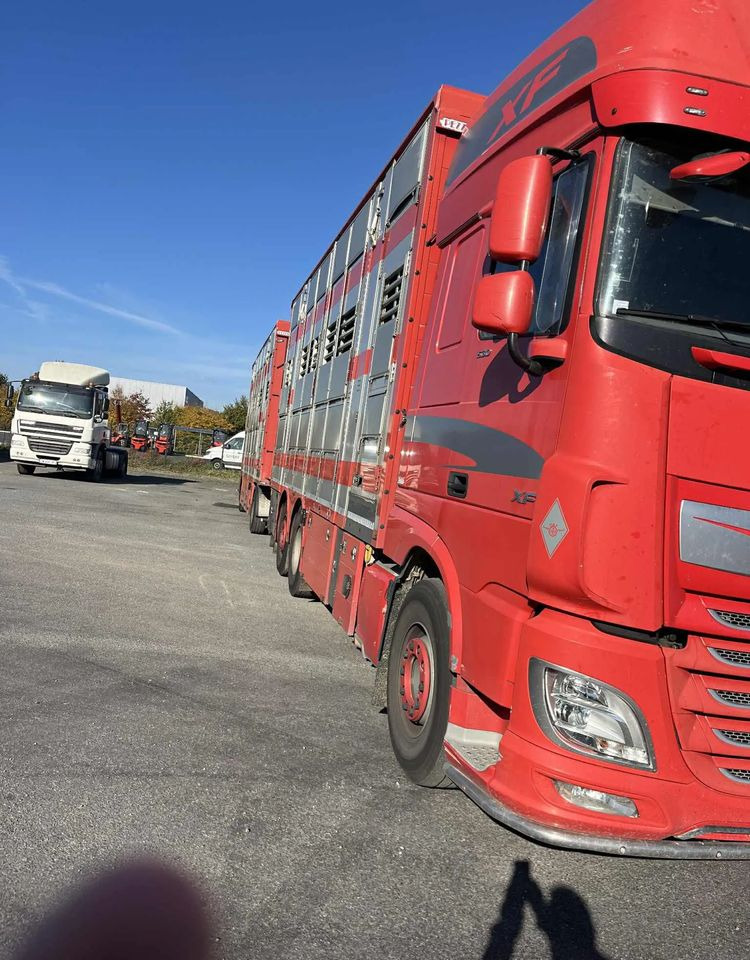 DAF XF 530 + Przyczepa Pezzaoli - 3X Trzoda, 2 X Bydło I 3 poziomy I Podnoszony dach I Hydroburta I Osie Skrętne I Poidła I Wentylatory I Pilot Manualny | - Грузовик для перевозки животных: фото 4 DAF XF 530 + Przyczepa Pezzaoli - 3X Trzoda, 2 X Bydło I 3 poziomy I Podnoszony dach I Hydroburta I Osie Skrętne I Poidła I Wentylatory I Pilot Manualny | - Грузовик для перевозки животных: фото 4