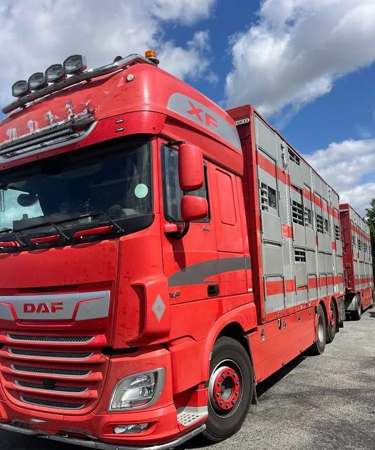 DAF XF 530 + Przyczepa Pezzaoli - 3X Trzoda, 2 X Bydło I 3 poziomy I Podnoszony dach I Hydroburta I Osie Skrętne I Poidła I Wentylatory I Pilot Manualny | - Грузовик для перевозки животных: фото 1 DAF XF 530 + Przyczepa Pezzaoli - 3X Trzoda, 2 X Bydło I 3 poziomy I Podnoszony dach I Hydroburta I Osie Skrętne I Poidła I Wentylatory I Pilot Manualny | - Грузовик для перевозки животных: фото 1
